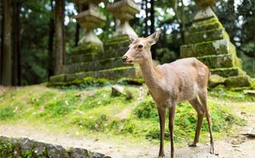 奈良公园梅花鹿-冬季日本旅游-重庆旅行社