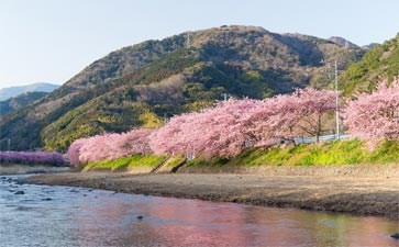 日本伊豆河津樱花-重庆到日本旅游