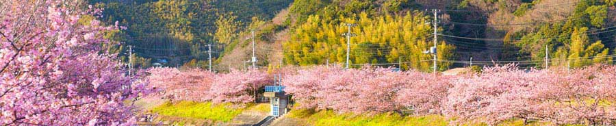 日本伊豆河津早樱-重庆到日本赏樱旅游线路