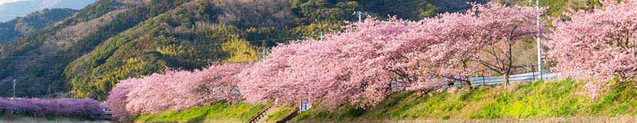 日本伊豆河津早樱-重庆到日本赏樱旅游线路