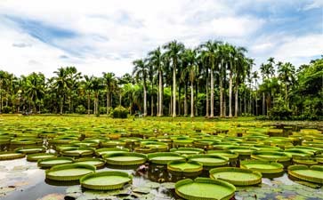 版纳勐仑热带植物园-西双版纳自由行旅游