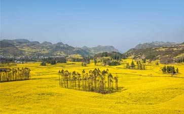 罗平油菜花旅游-重庆中国青年旅行社