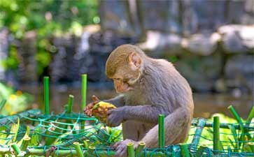 南湾猴岛_重庆中国青年旅行社