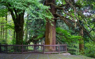 江西庐山三宝树旅游_重庆中国青年旅行社