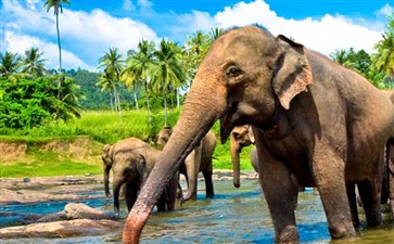 斯里兰卡·大象孤儿院-斯里兰卡旅游