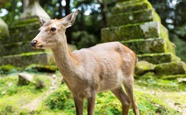 日本奈良公园鹿-重庆青年旅行社