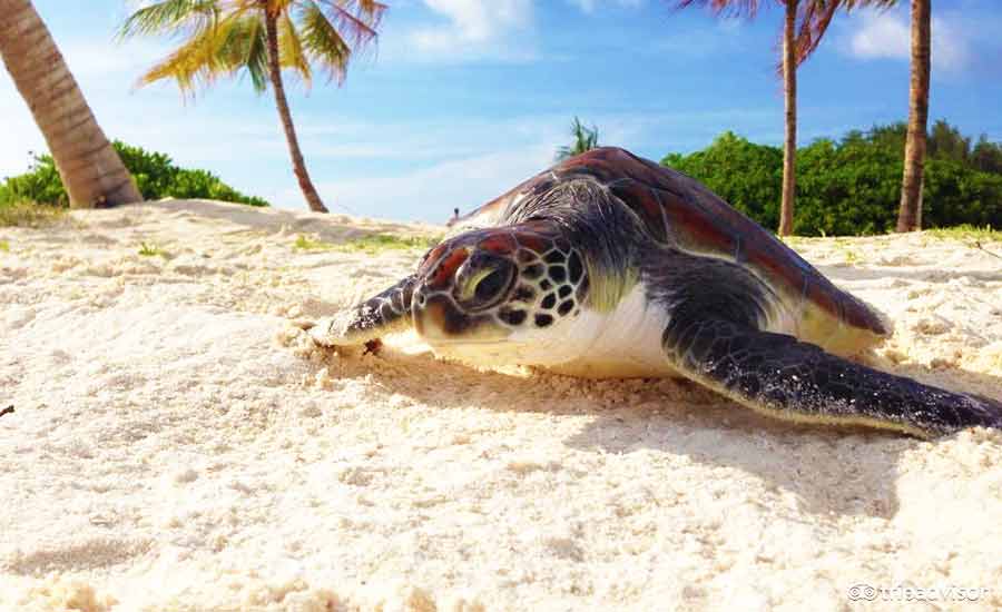 神仙珊瑚岛隐蔽温泉酒店海龟-马尔代夫旅游报价