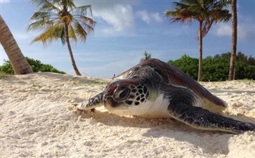 马尔代夫神仙珊湖岛:岛上海龟