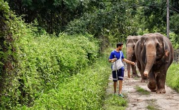泰国清迈大象训练营-重庆自驾游