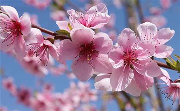 西藏林芝桃花节旅游-西藏旅游景点林芝桃花沟