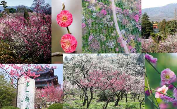 2015年中国南京梅花节时间地点及门票价格介绍