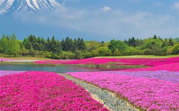 春节富士山芝樱公园-重庆到日本樱花旅游线路