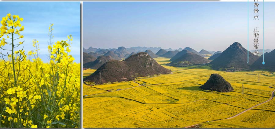 重庆到罗平油菜花旅游线路-重庆赏花游