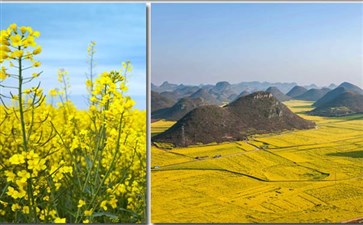 罗平油菜花赏花旅游-重庆到罗平油菜花旅游线路