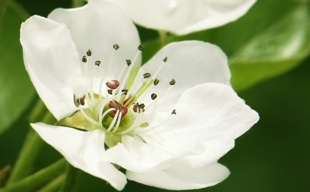 2月3月重庆周边春季赏花地推荐之金凤梨花节