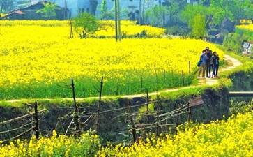 婺源油菜花旅游-江西旅游-重庆旅行社