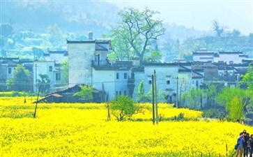 婺源油菜花-江西全景旅游-重庆青年旅行社