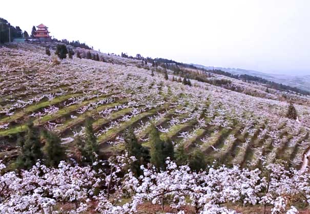 2019重庆渝北放牛坪梨花节