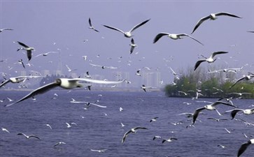 昆明滇池观鸟-云南旅游-重庆中青旅