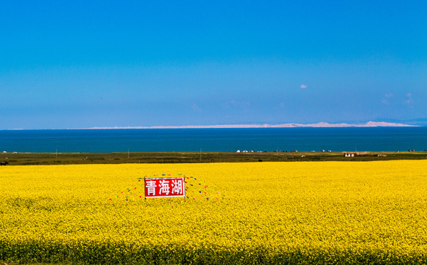 青海油菜花