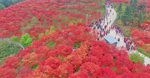 重庆巴南五洲园林红枫