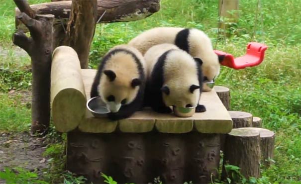 重庆周边适合小孩玩的地方:重庆动物园