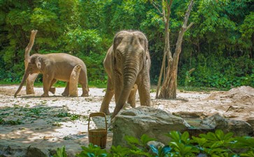 长隆野生动物世界-广州+珠海夏令营旅游报价