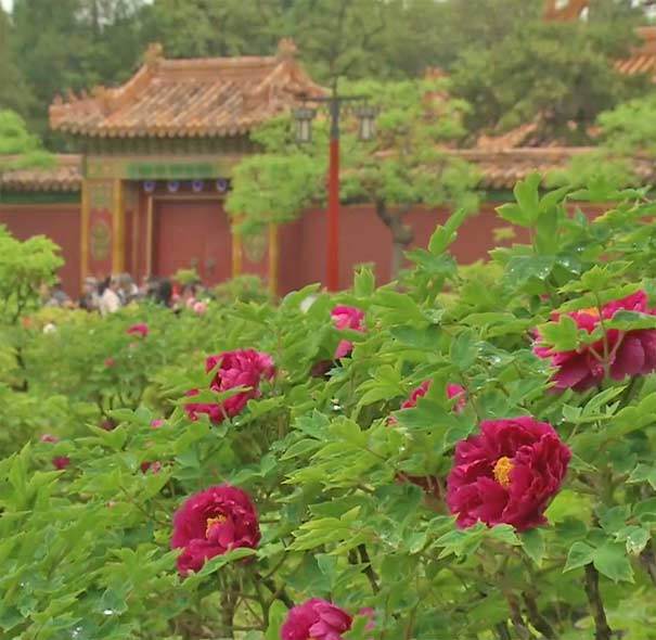 牡丹花哪里最出名：北京景山牡丹
