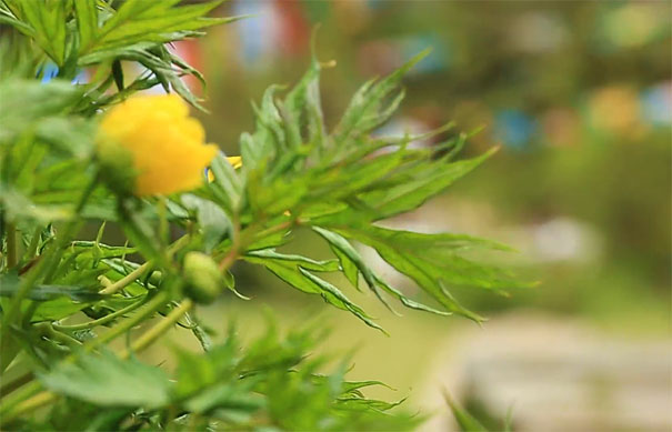 牡丹花哪里最出名：西藏林芝黄牡丹