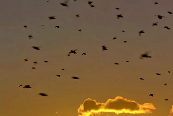 候鸟迁徙：夕阳下的候鸟群