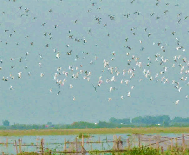 中国最适合观候鸟的地方：洞庭湖候鸟群
