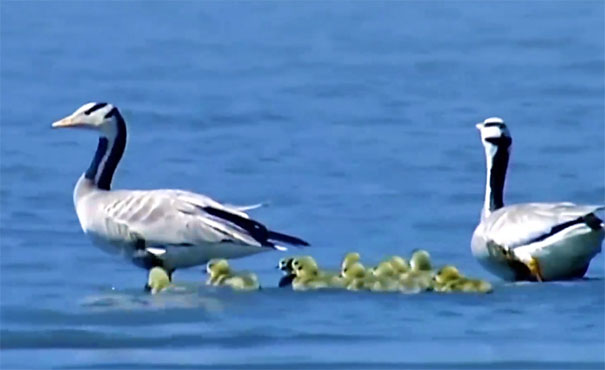 中国最适合观候鸟的地方：青海湖斑头雁