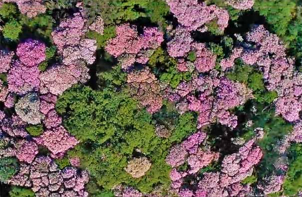 重庆周边赏花地点推荐:南川金佛山杜鹃花