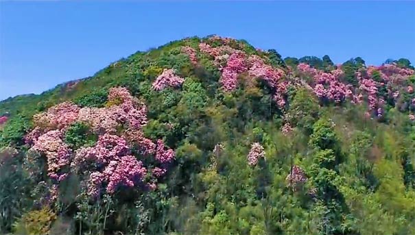 重庆周边赏花地点推荐:金佛山杜鹃花