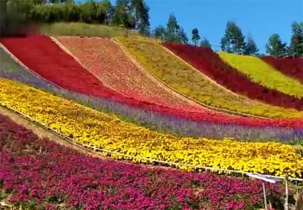 十里蓝山玛琪雅朵花海