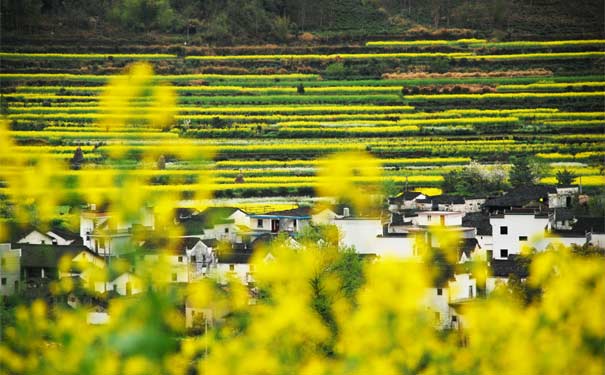 婺源篁岭油菜花