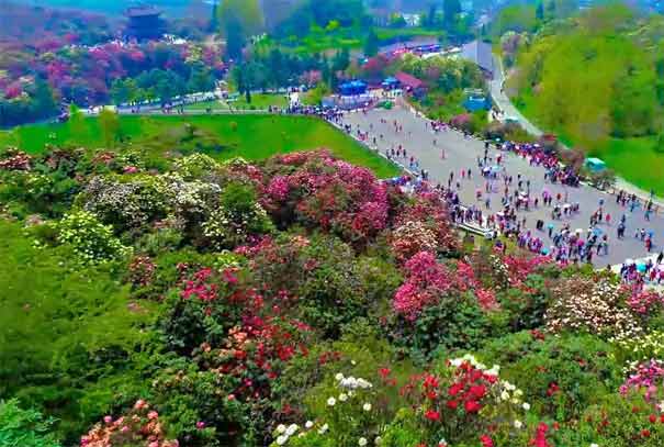 贵州毕节百里杜鹃风景区入口