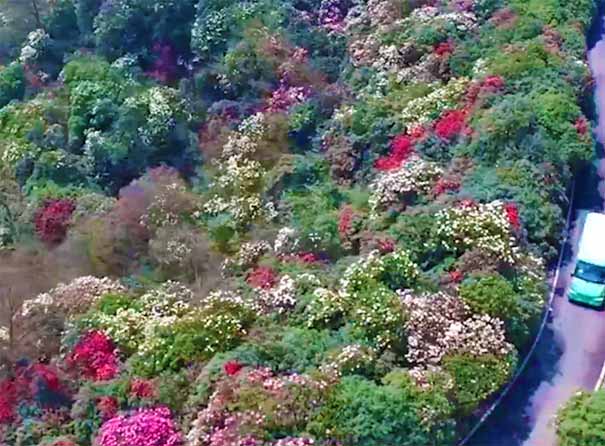 贵州毕节百里杜鹃风景区上山公路旁