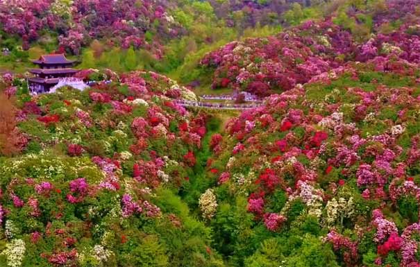 贵州毕节百里杜鹃风景区吊桥