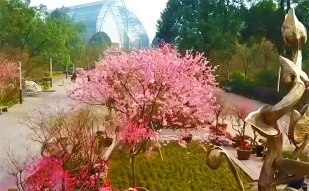 重庆周边赏花的地方：南山植物园漫步樱花大道