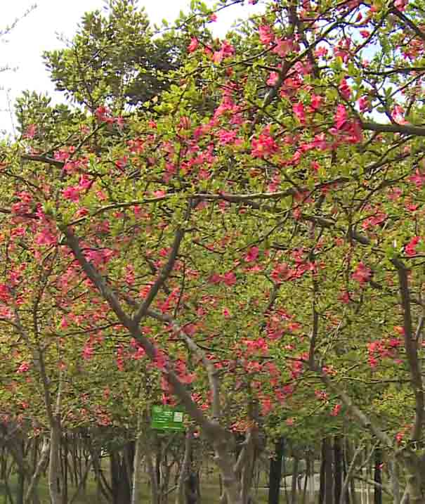 重庆周边赏花的地方：九龙坡区陶家镇海棠花