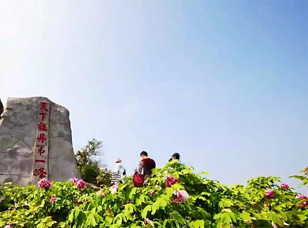 重庆周边赏花的地方：垫江牡丹花