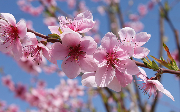 虎峰山桃花