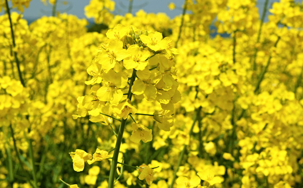 潼南油菜花