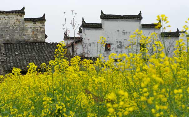 婺源油菜花