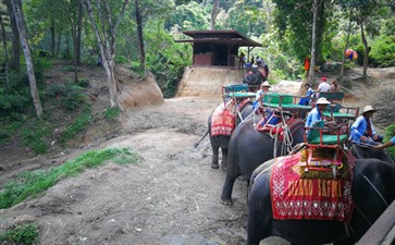普吉丛林骑大象-全景泰国旅游曼芭普-重庆中青旅