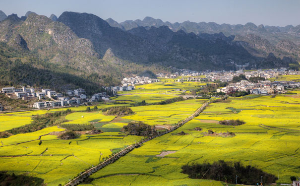 贵州万峰林油菜花