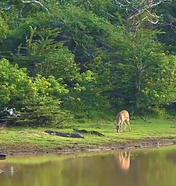 斯里兰卡雅拉国家公园鳄鱼与鹿