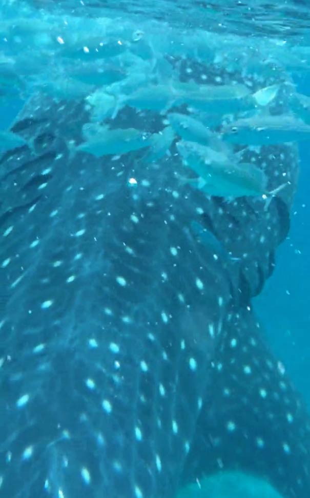 1月出境海岛旅游推荐：菲律宾苏米龙岛观鲸鲨