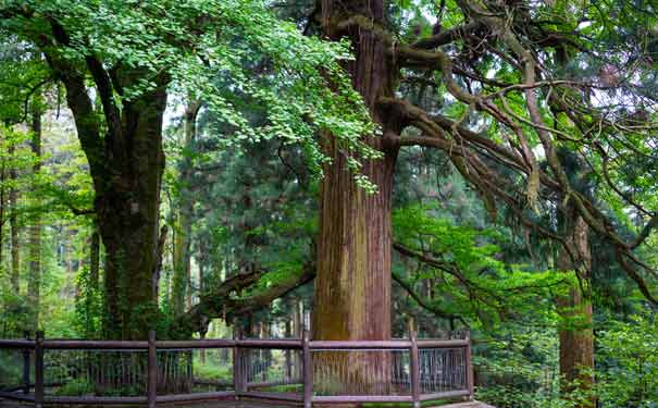 江西三清山旅游攻略：三宝树